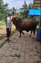 2 ekor sapi jumbo 950kilo timbang hidup siap sapi qurban premium 2026