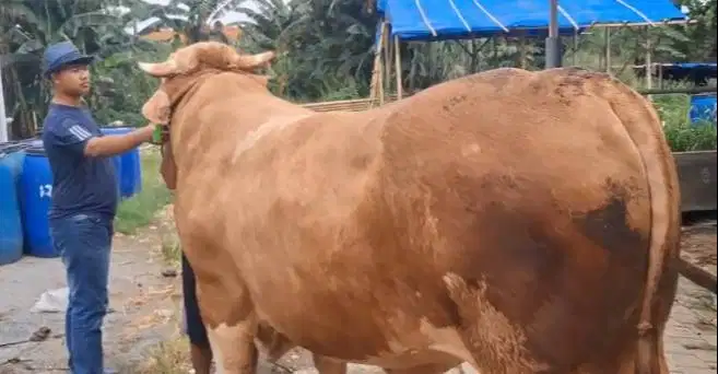 sapi jumbo 950kilo timbang hidup siap sapi qurban premium 2026