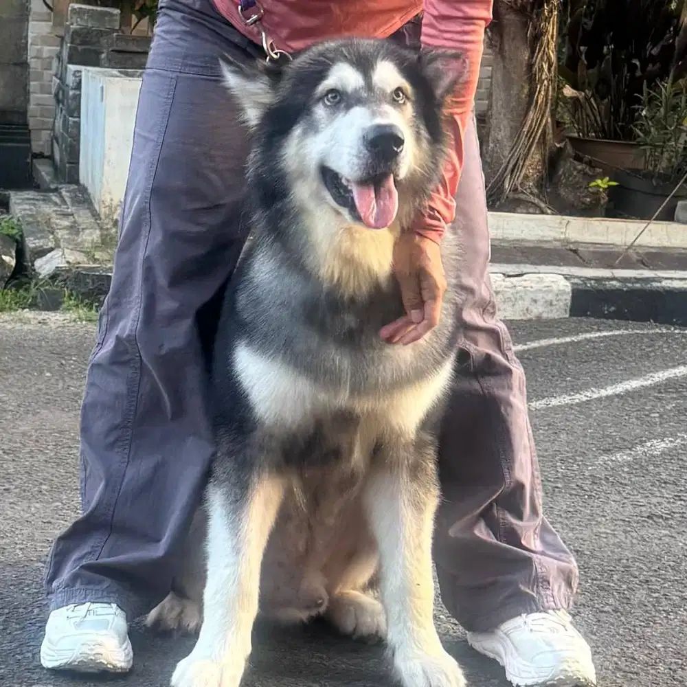 Malamute Male Sehat DOB 24 Juni 2024