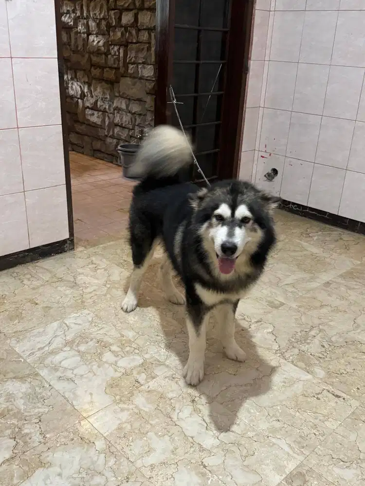 Malamute Male Sehat DOB 24 Juni 2024
