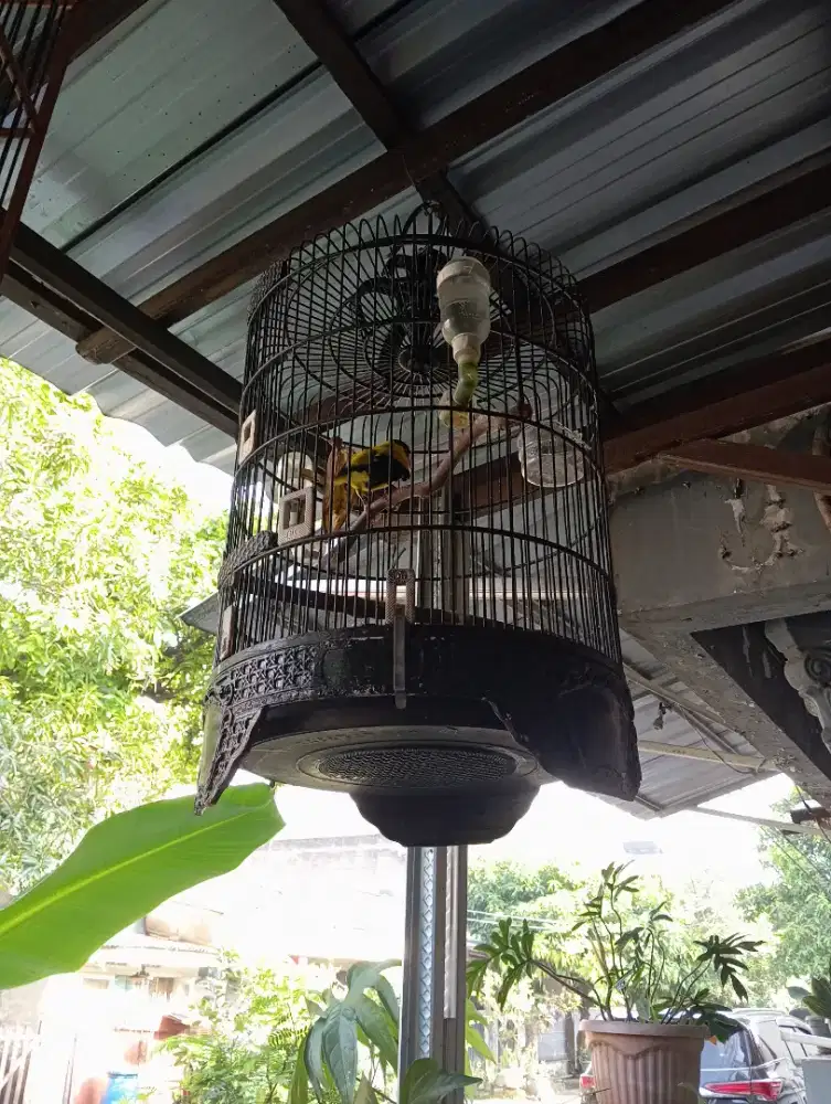 Burung Podang Sumbawa ( bukan Jawa )