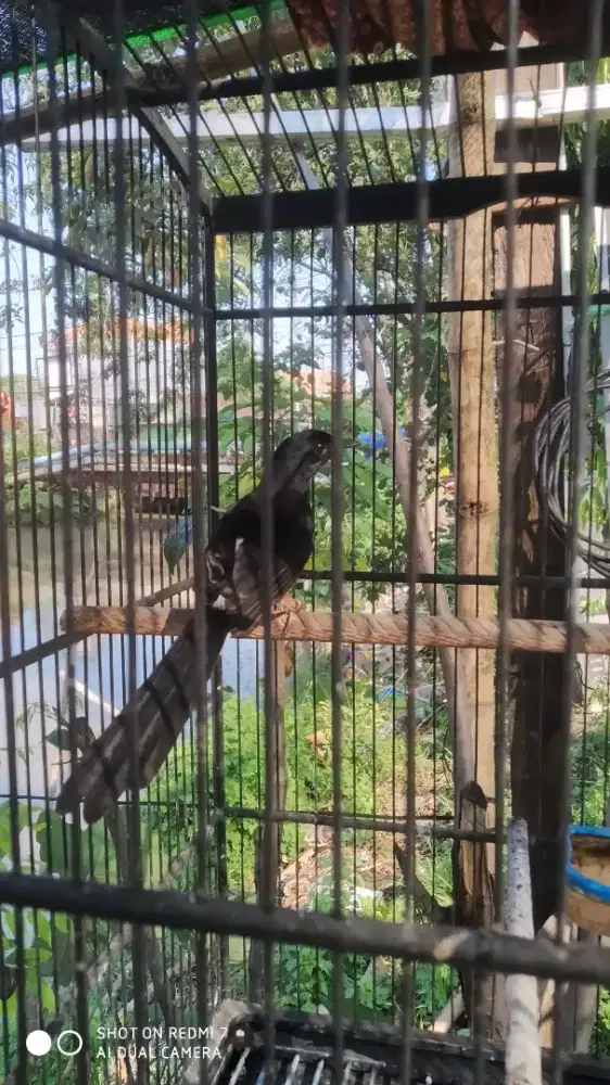 Murai batu jantan 5bulan +