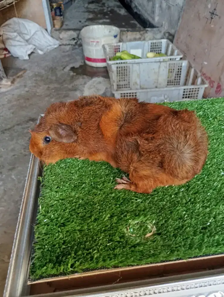 Guinea pig/marmut