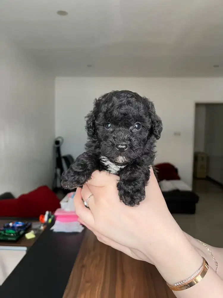 Toy Poodle Black Jantan Betina