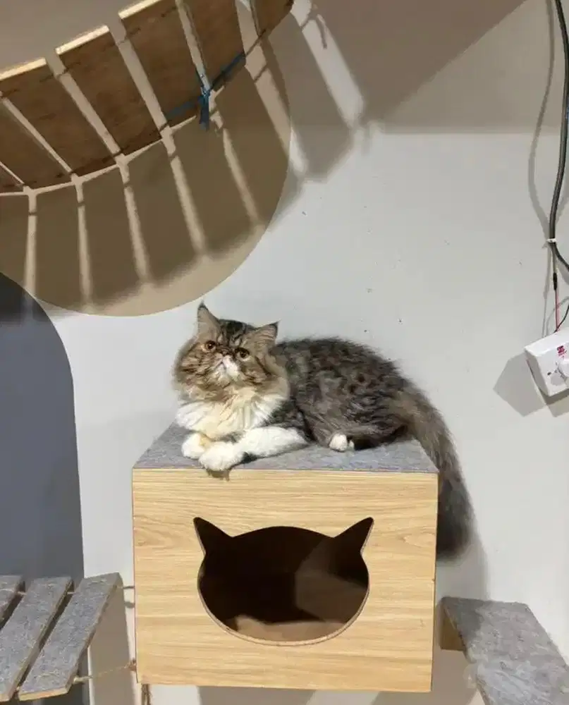 Jasa pacak / kucing peaknose