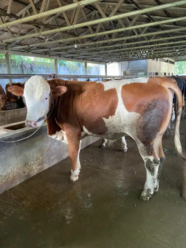 Sapi Qurban Simmental Malbor