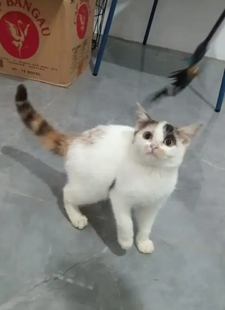 BSH Non ped calico