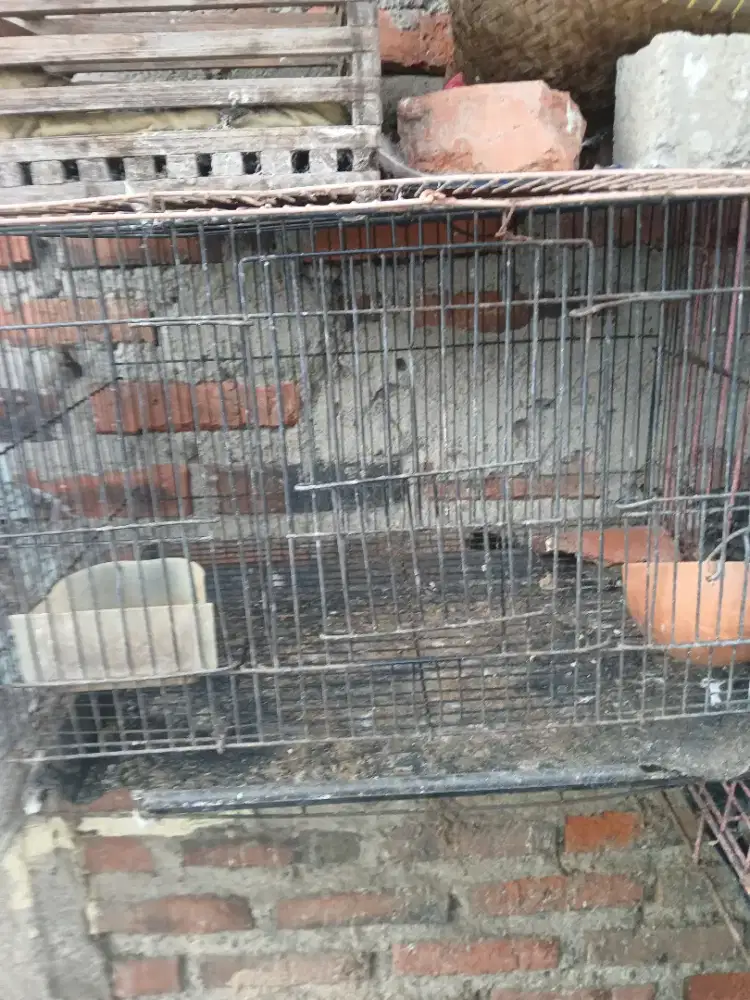 Jual kandang kotak 2 biji