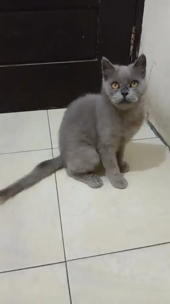 Kucing persia Jantan