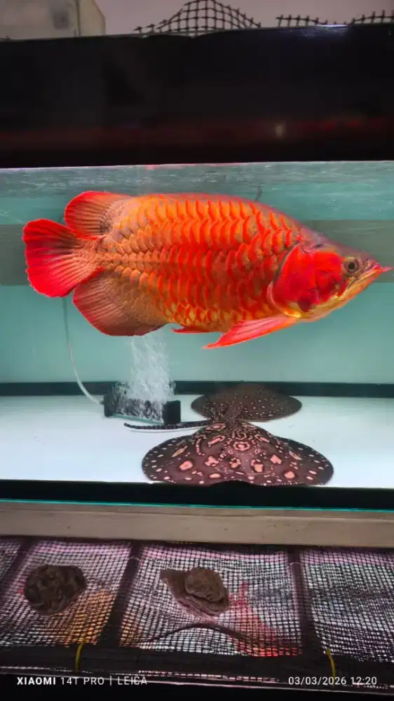 Big Monster Sr Sb ITL Bloker 45cm