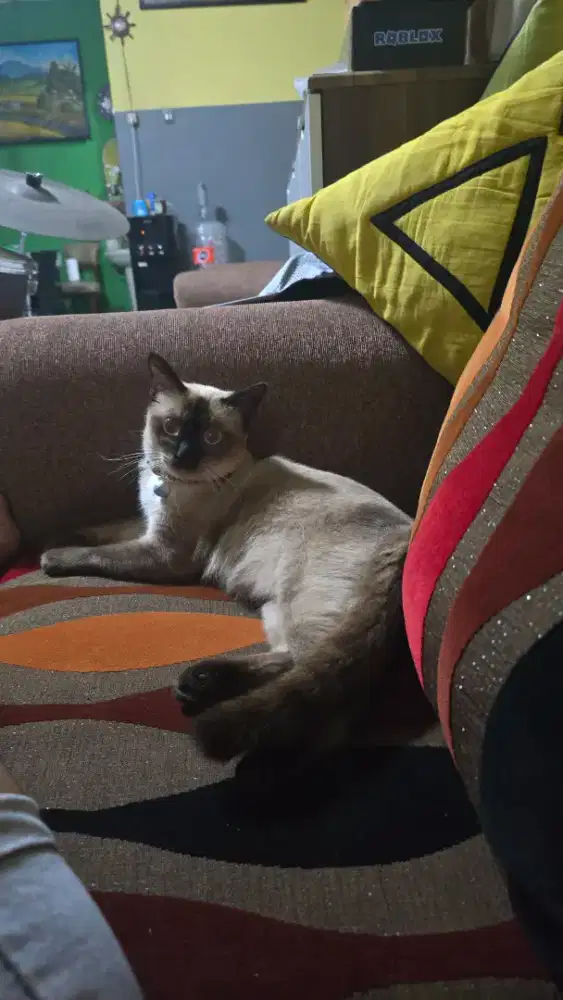 Kucing Siamese jantan 1 tahun