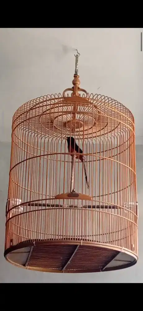 Murai batu medan muda gacor dor