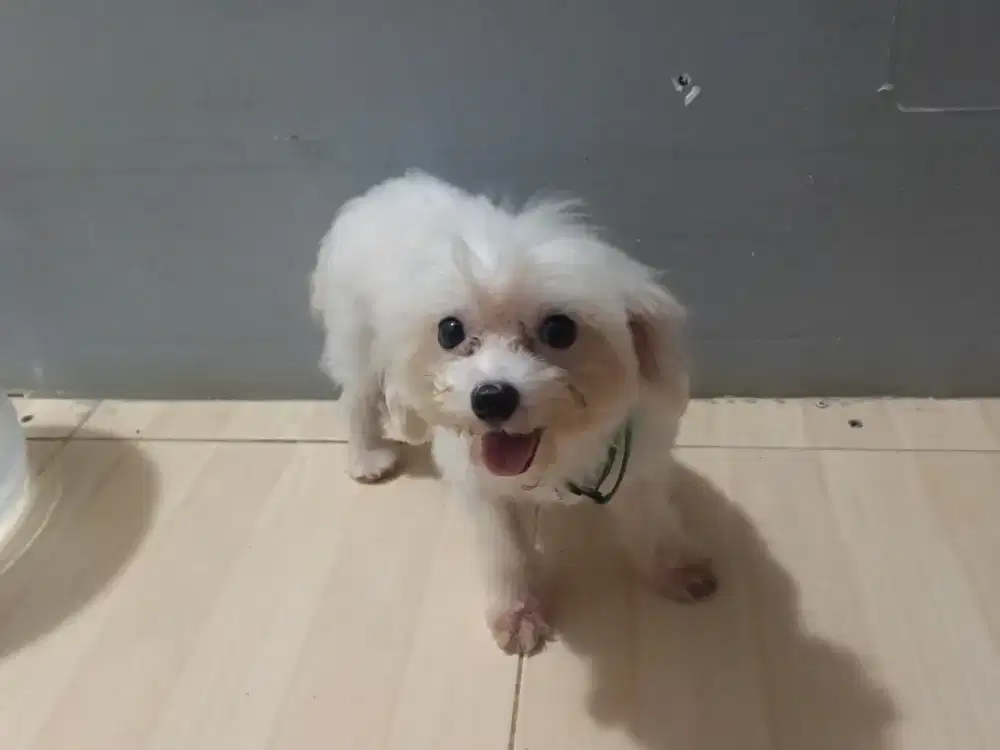 ANJING MALTESE JANTAN + KANDANG + PERLENGKAPAN DLL