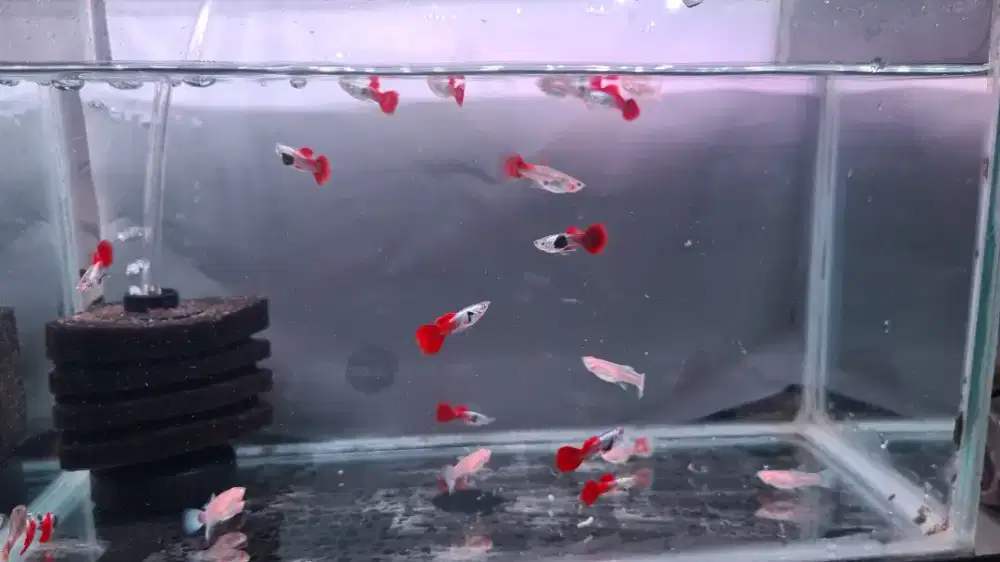 ikan guppy dan ikan molly balon