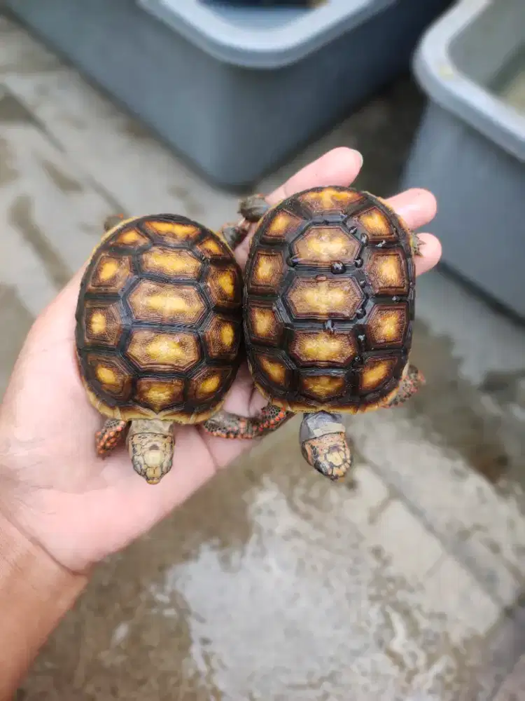 kura darat redfoot 7cm hidung plong makan rakus