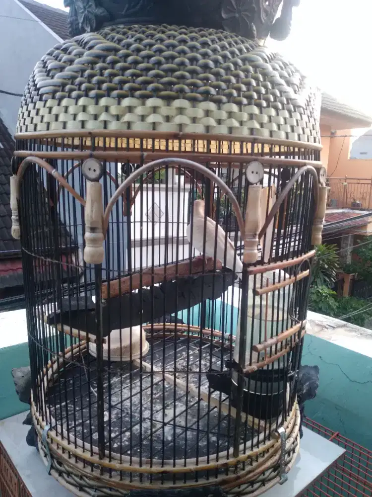 Jual perkutut putih fulset