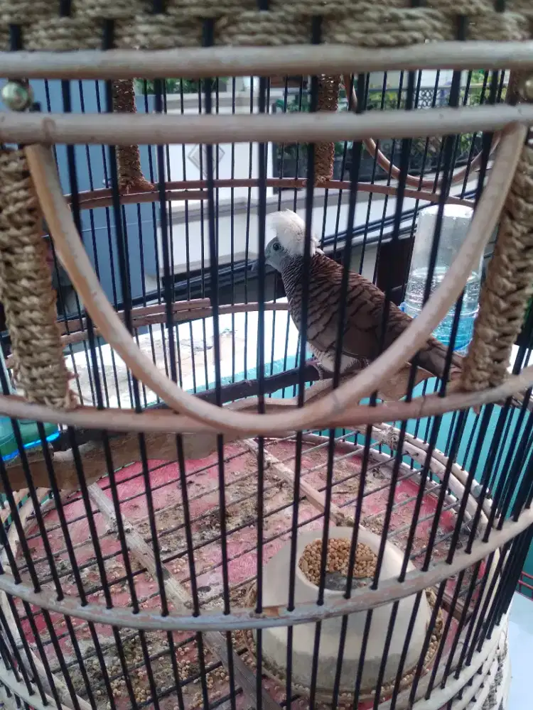 Jual perkutut jambul