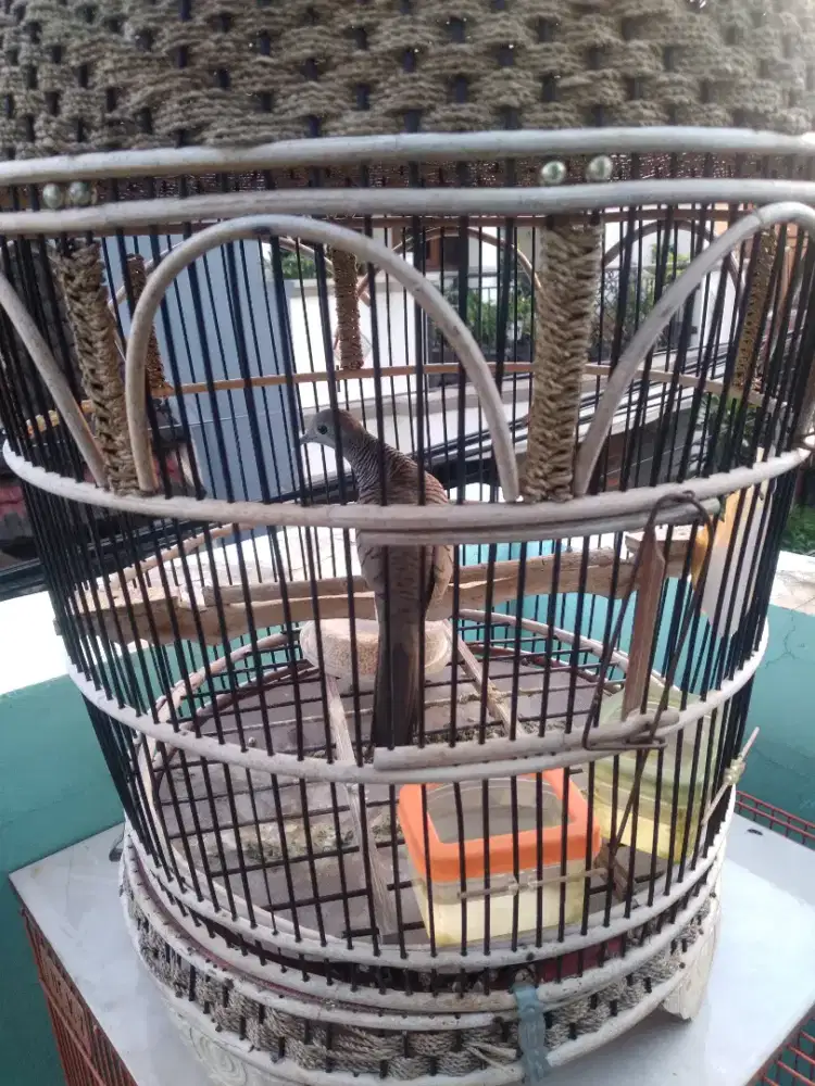 Di jual perkutut bangkok krosing