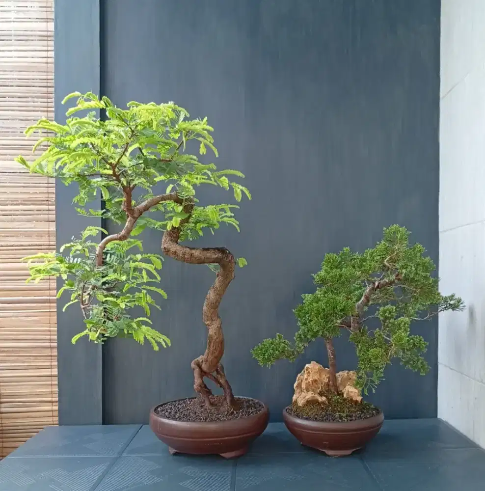 Borongan bonsai hias ada 2 pohon