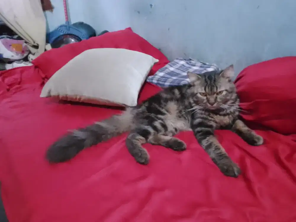 Lepas adopsi kucing Persia bigbone