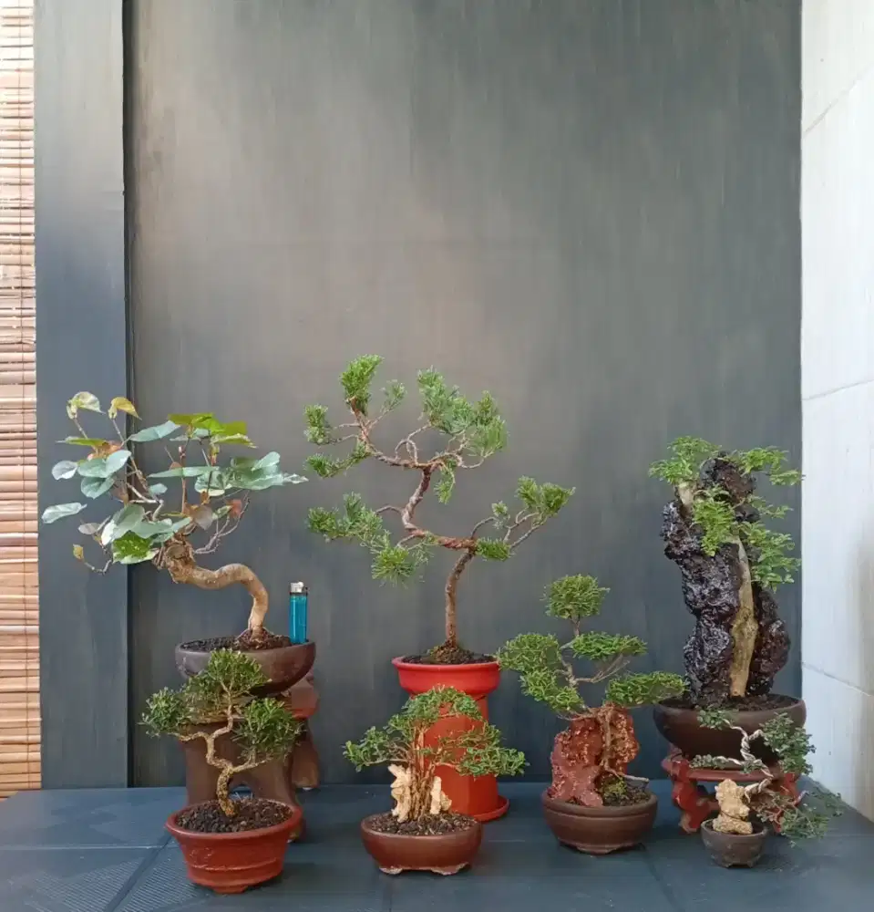 Borong murah mini bonsai hias ada 7 pot