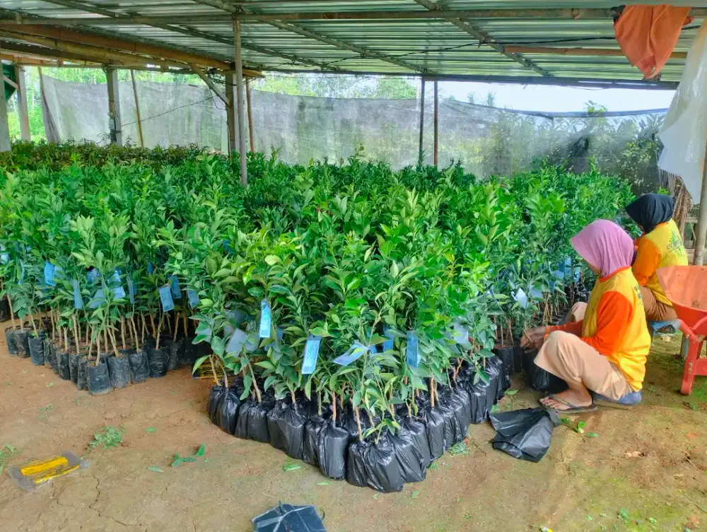 Bibit jeruk siam berlabel dan bersertifikat