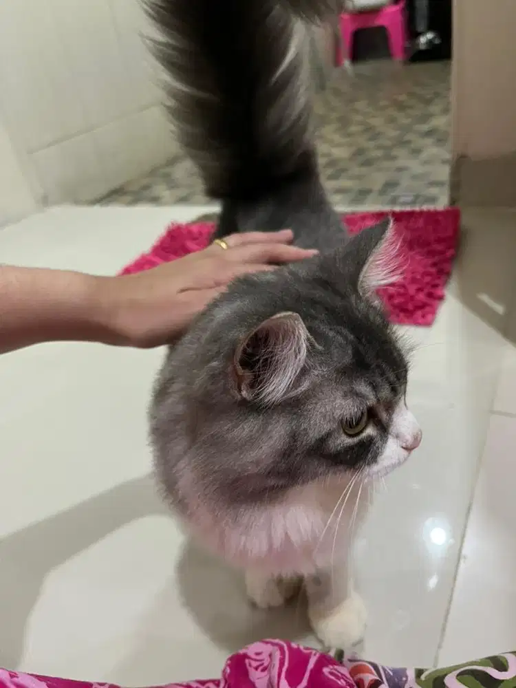 Lepas Adopt Kucing Persia Medium umur 1 th