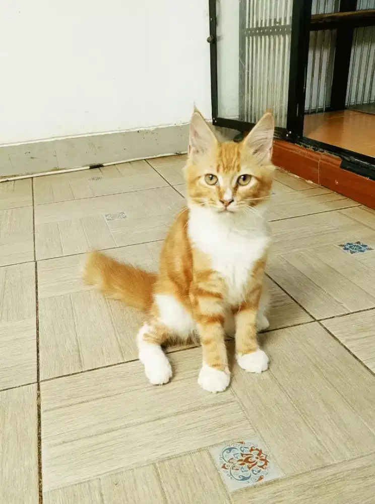 Kitten MaineCoon Betina Pure.induk ped Cfa Maine Coon