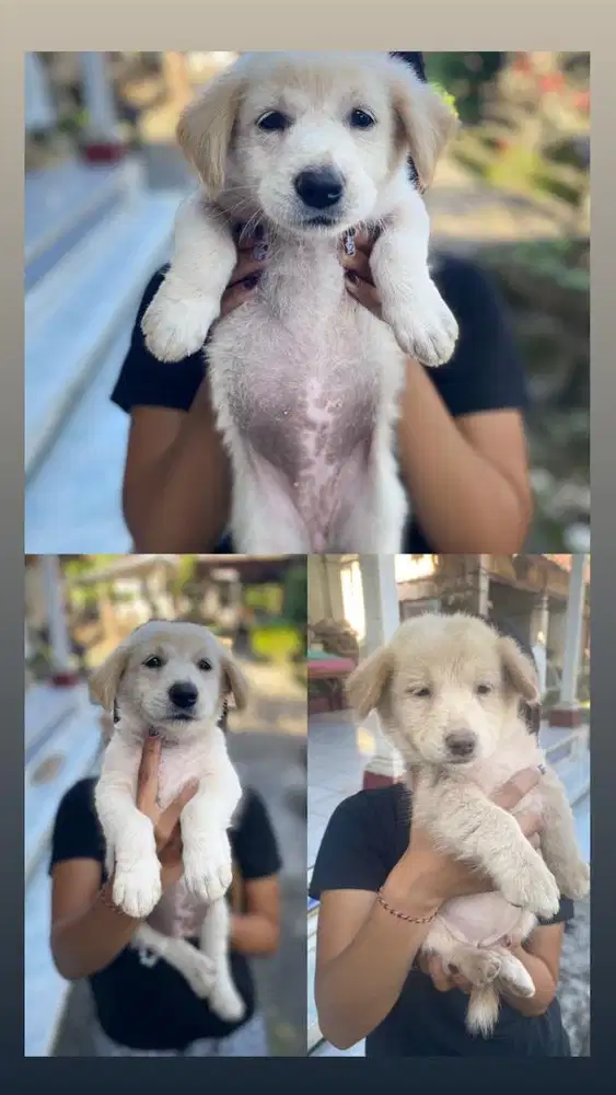 Yg mau adopsi jenis kelamin betina