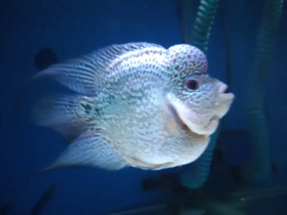 Louhan bonsai cencu fm