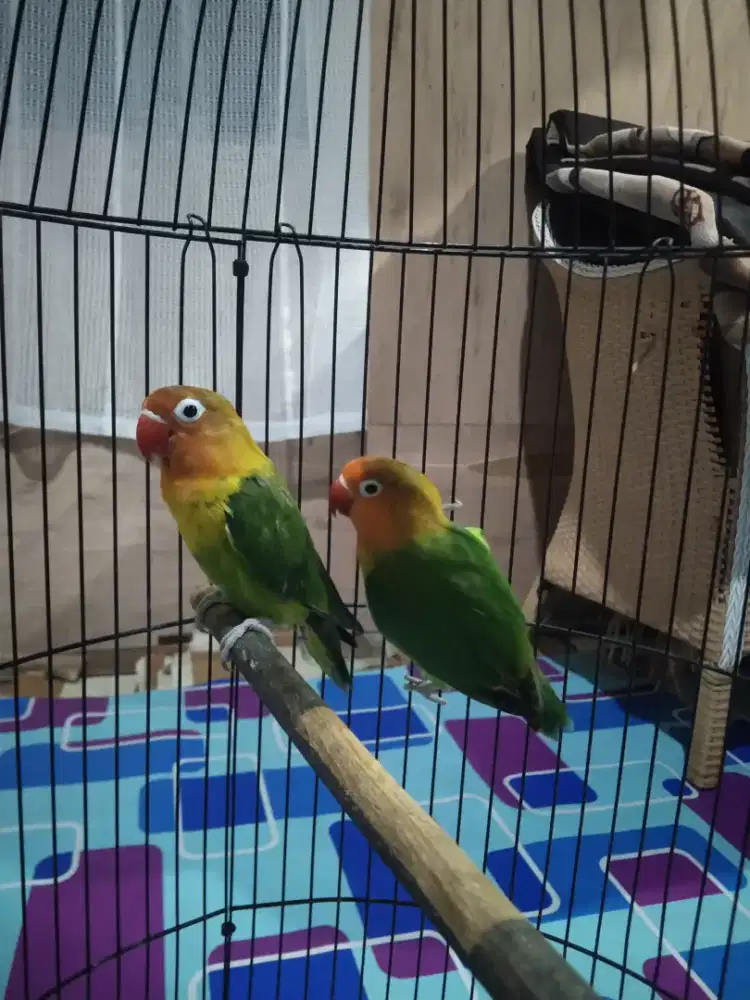 Lovebird sepasang thu jodoh atau kda ny cuma di gabung 1 sangkar aman