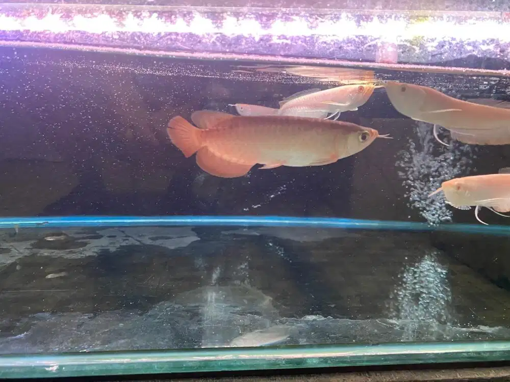 Ikan arwana mantap size 15cm