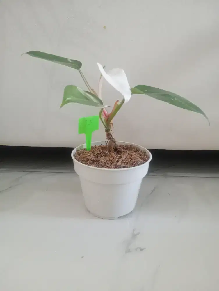 Jual Tanaman Hias PP Hijau