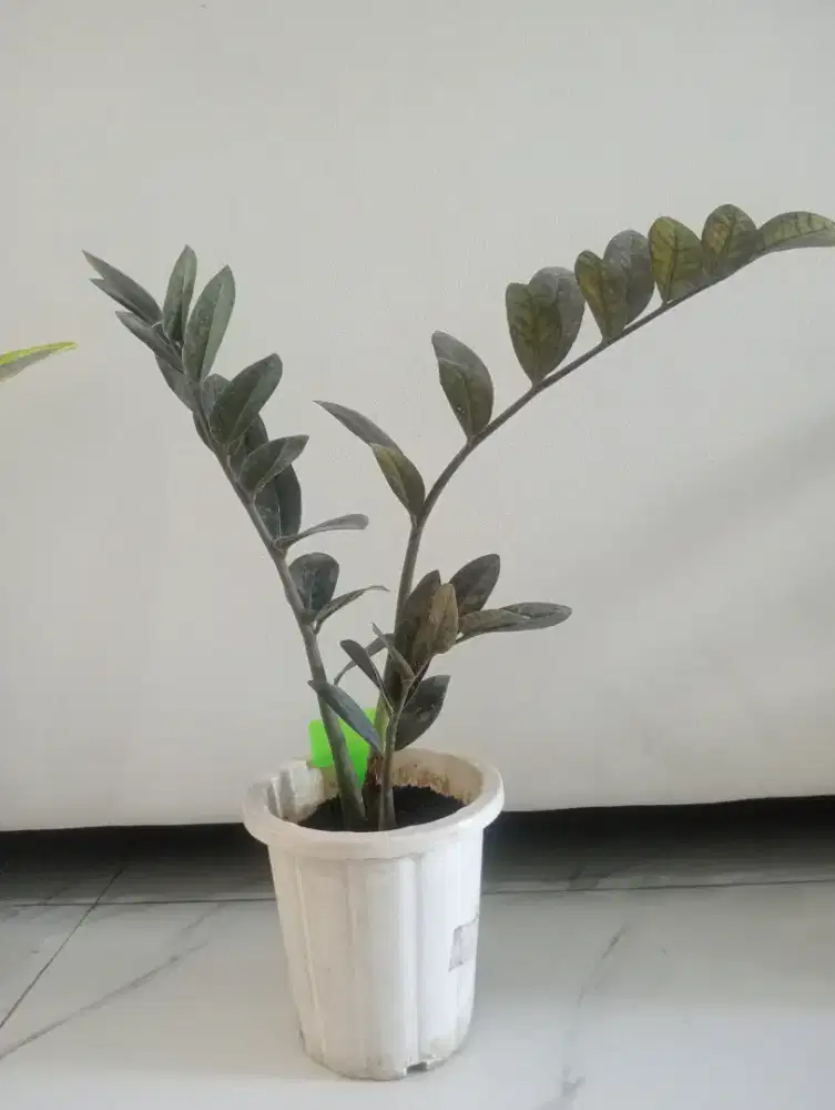 Jual Tanaman Hias Jamia Hitam