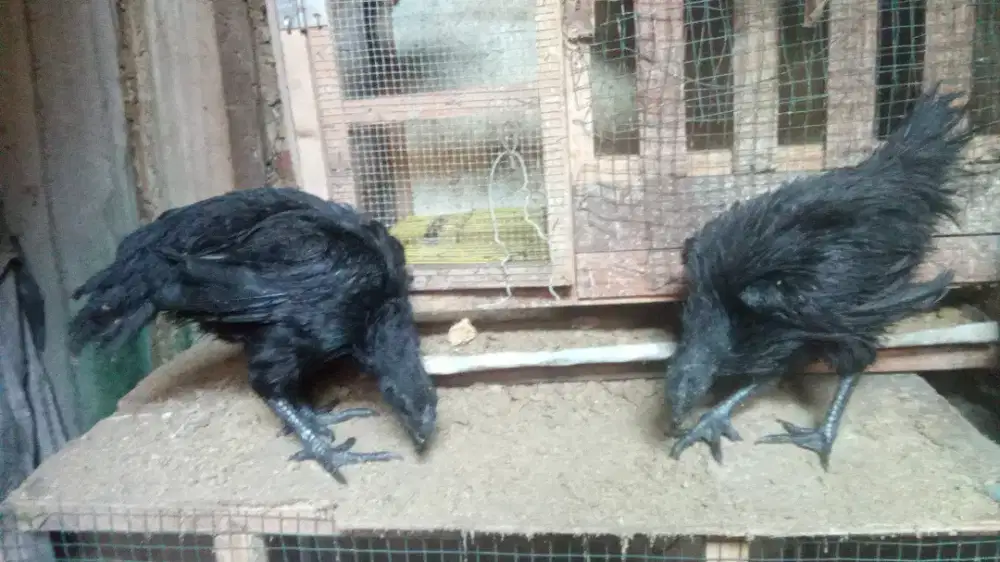 Ayam cemani sepasng remaja LH