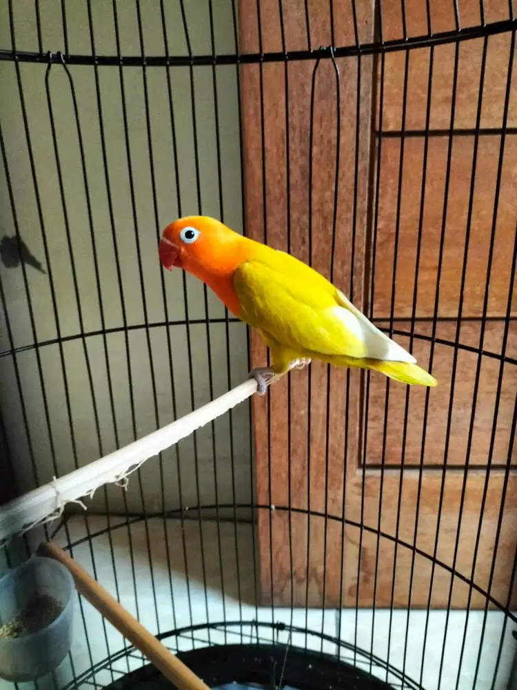 Lovebird kuning sehat