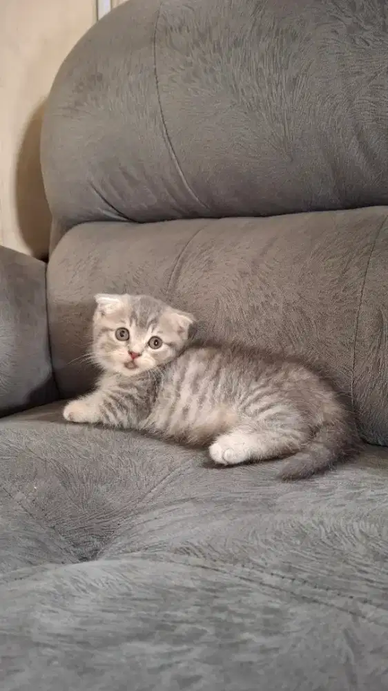 Munchkin gaelic fold