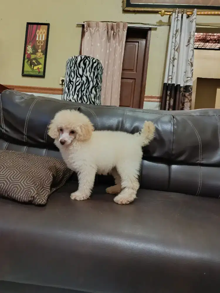 Poodle betina asli