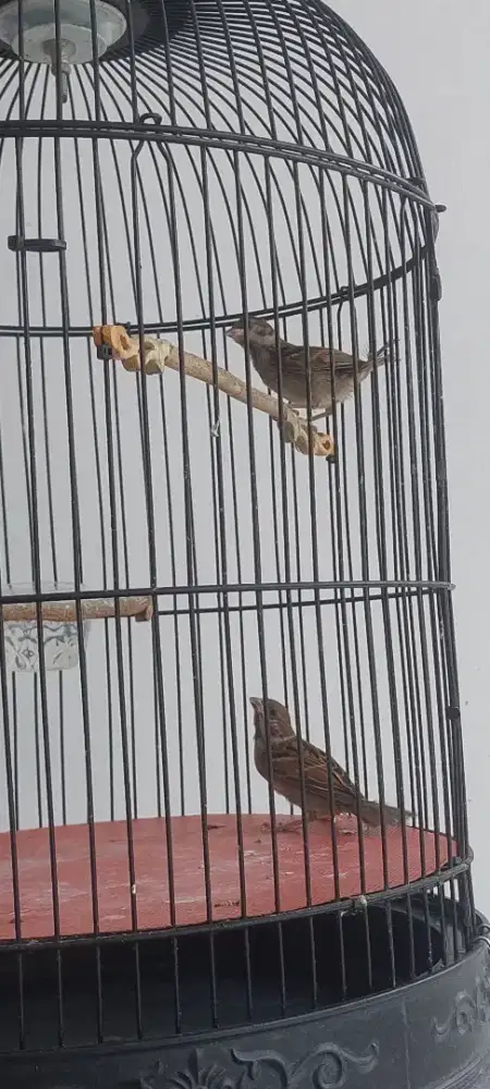 Burung gereja anakan