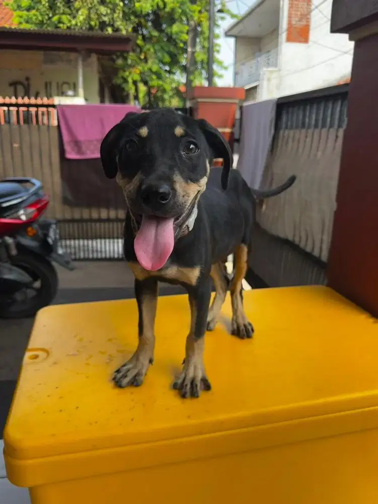 anjing pitbull betina