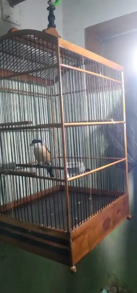 Cendet Polisi Rajin Bunyi