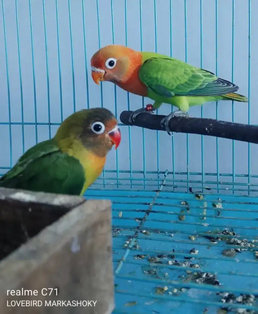 Lovebird paud ijo & BIO