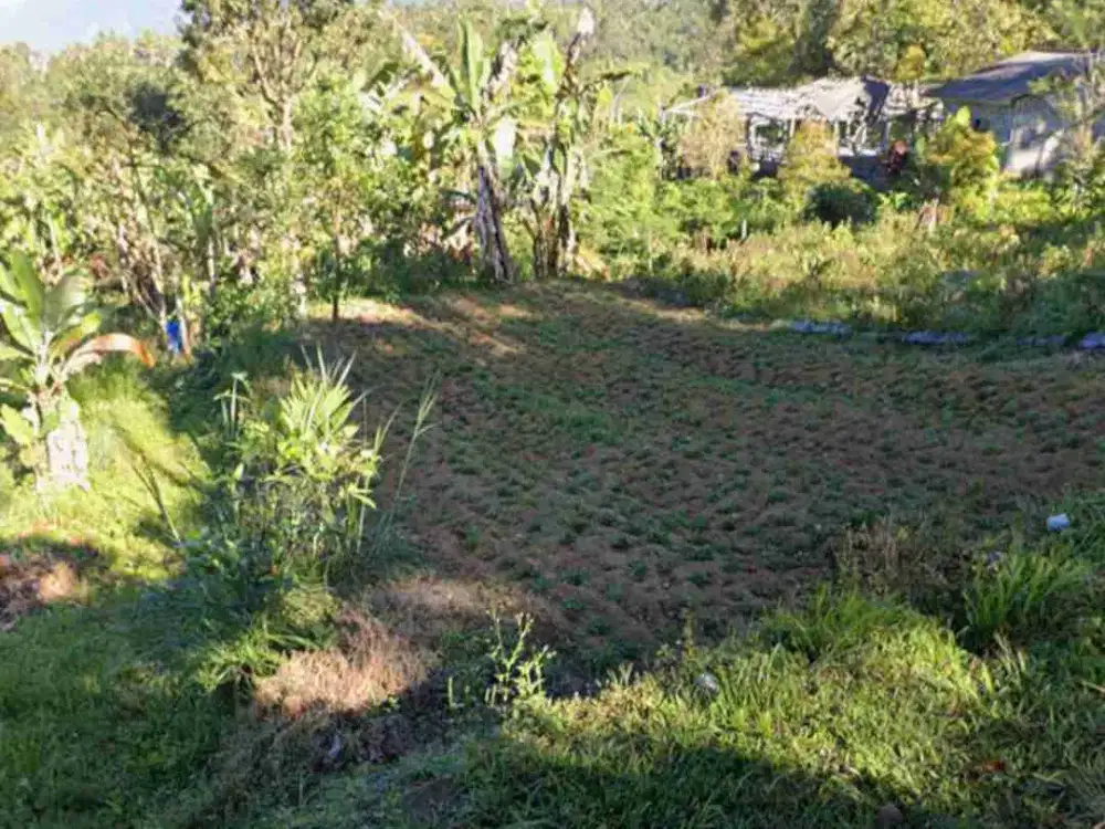 Tanah Kebun Cocok Untuk Durian di Petang Badung Bali
