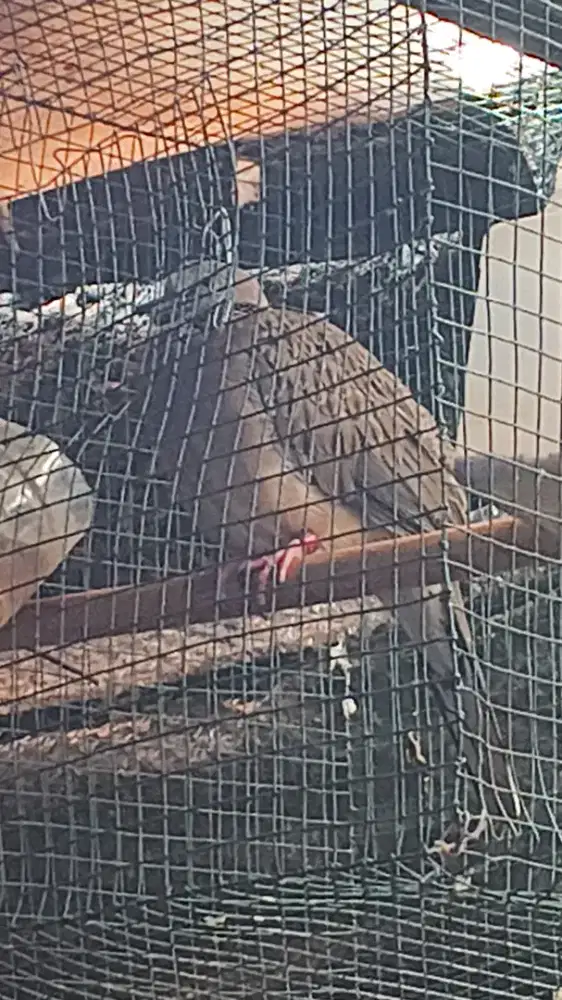 Tekukur lokal alam kuk 3 paten