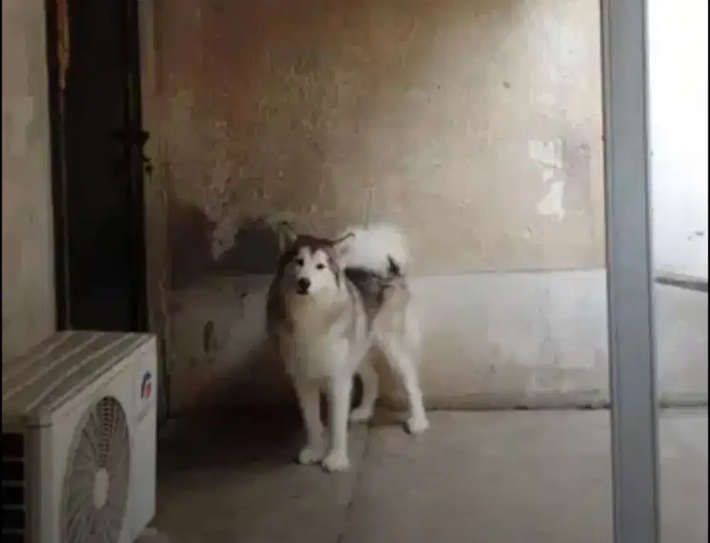 Jual Cepat Alaskan Malamute Istw non stb betina 9 bln