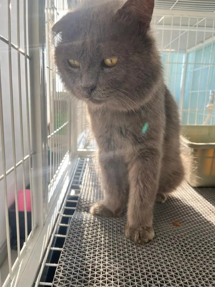 BSH abu solid jantan 1,5thn