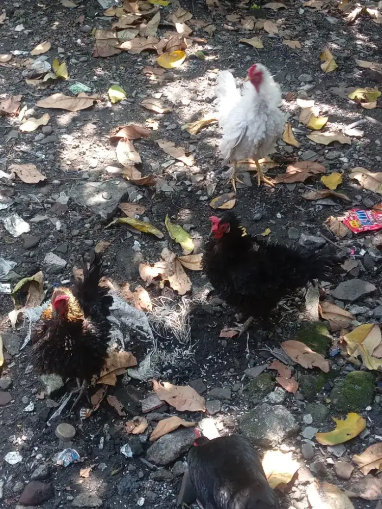 Ayam walik warna hitam, coklat dan putih