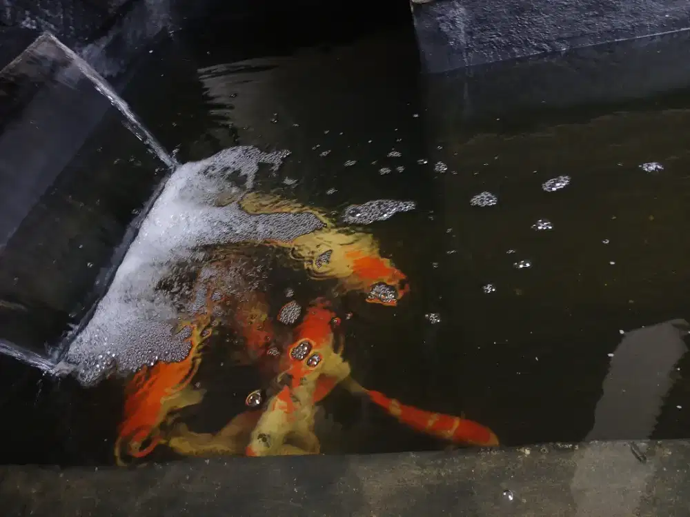 Ikan koi jumbo 55 sd 60cm