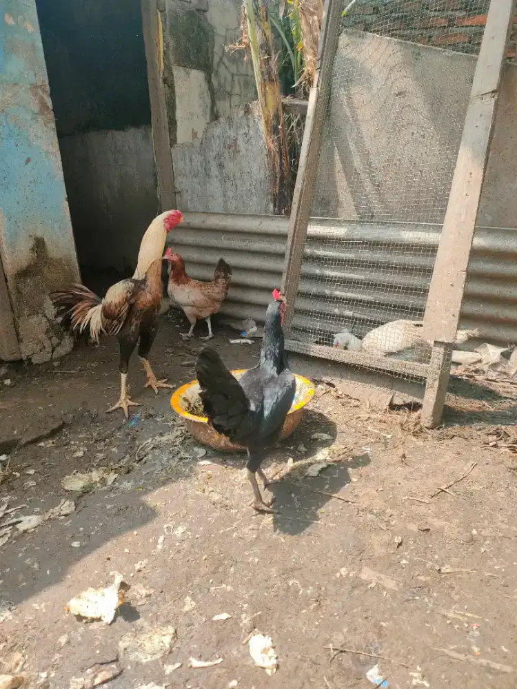 Ayam ketawa betina rajin nelor warna hitam