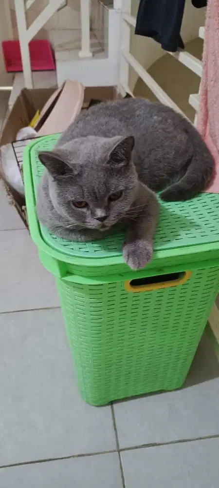 Indukan British Shorthair Betina Ped